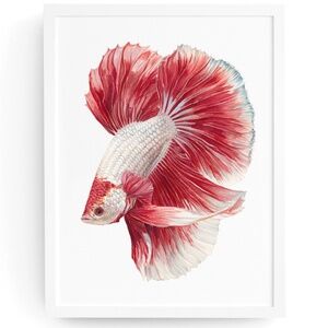 Watercolor Betta Fish Wall Art Print, Unframed - Vibrant Aquatic Elegance